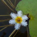 water Snow Flakes