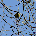 The Great Tit
