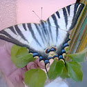 Scarce Swallowtail