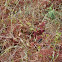Purple Pitcher Plant