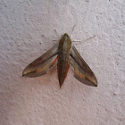 moth