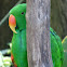 Eclectus Parrot (male)
