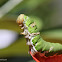 Common Lime Swallowtail Caterpillar