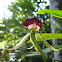 black orchid