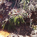 Wallich's Wood Fern