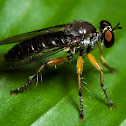 Robber Fly