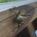 Differential Grasshopper