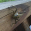 Differential Grasshopper
