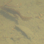 Eastern Newt