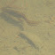 Eastern Newt
