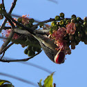 Red-bellied Woodpecker