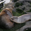 Sea Lions