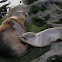 Sea Lions