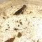 dragonfly larva