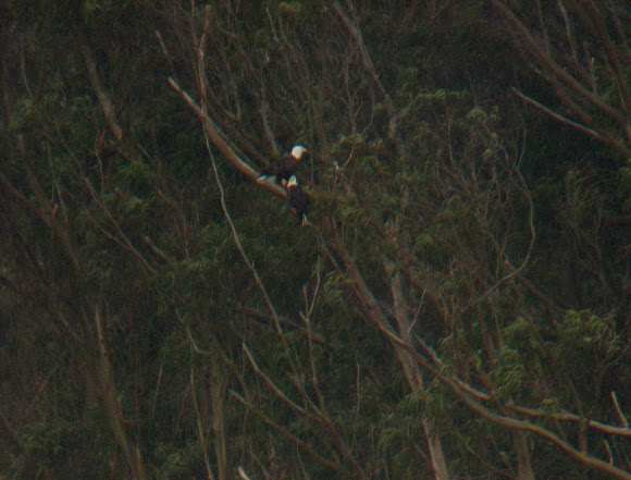 Spotting Image 1