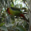 Eastern Rosella
