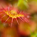 round-leaved sundew