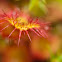 round-leaved sundew