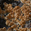 spongy-toothed polypore