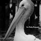 Australian Pelican