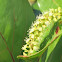 Sea grape flowers