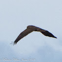Marsh Harrier; Aguilucho lagunero