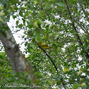 Black-naped Oriole