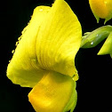 Yellow wild indigo