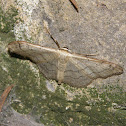 Moth