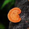 Red Fungus