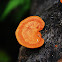 Red Fungus