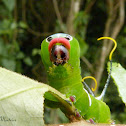 Puss moth caterpillar (4th instar)