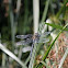 Migrant Hawker (male)