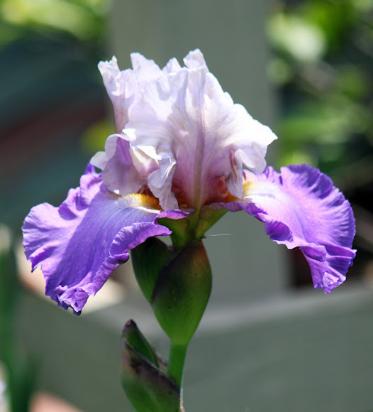 Spotting Image 1