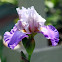 Bearded Iris