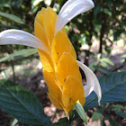 Yellow Shrimp Plant