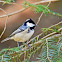 Coal Tit