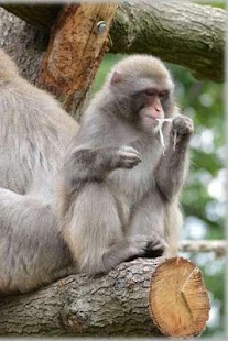 How to get Japanese macaque Puzzle 1.2 mod apk for bluestacks