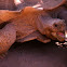 sulcata tortoise