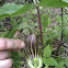 Jack-in-the-Pulpit