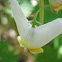 Dutchman's Breeches