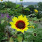 Girasol. Sunflower?