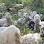Himalyan Goat
