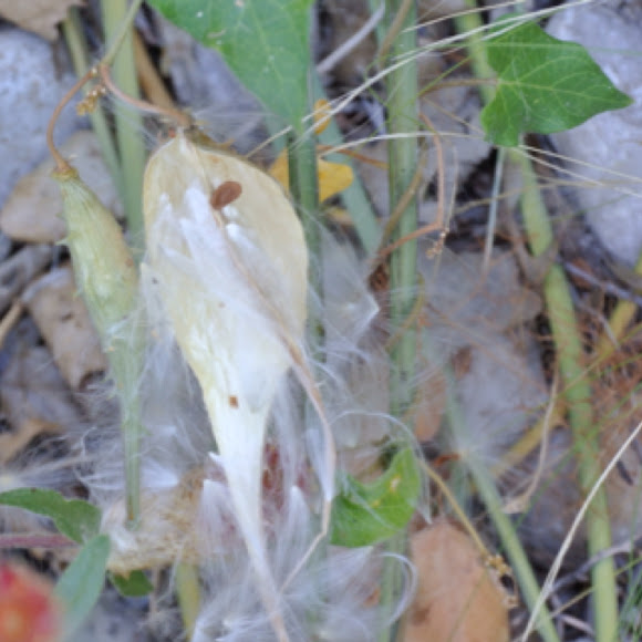 Spotting Image 1