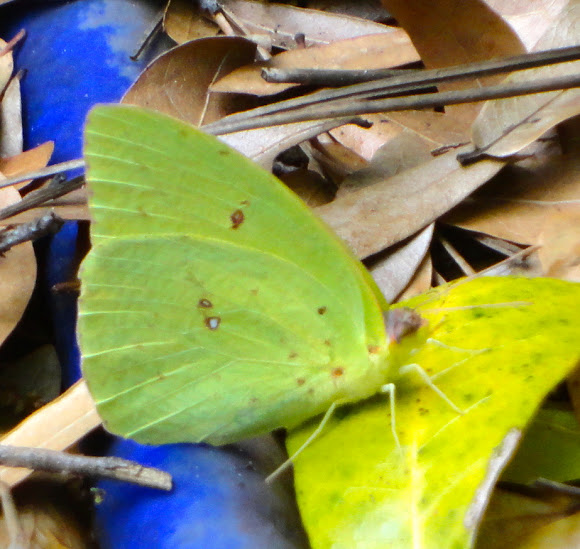 Spotting Image 1