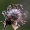 Water Avens