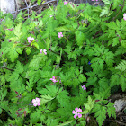 Ruprechtskraut (Stinkender Storchschnabel)