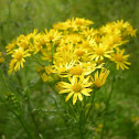 Common Ragwort