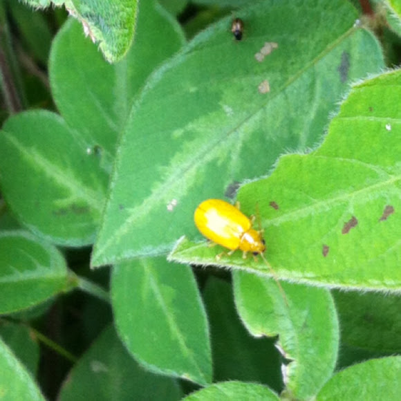 Spotting Image 1