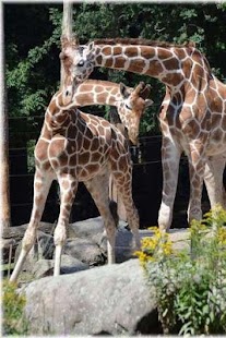 How to get Giraffe Puzzle 1.2 mod apk for pc